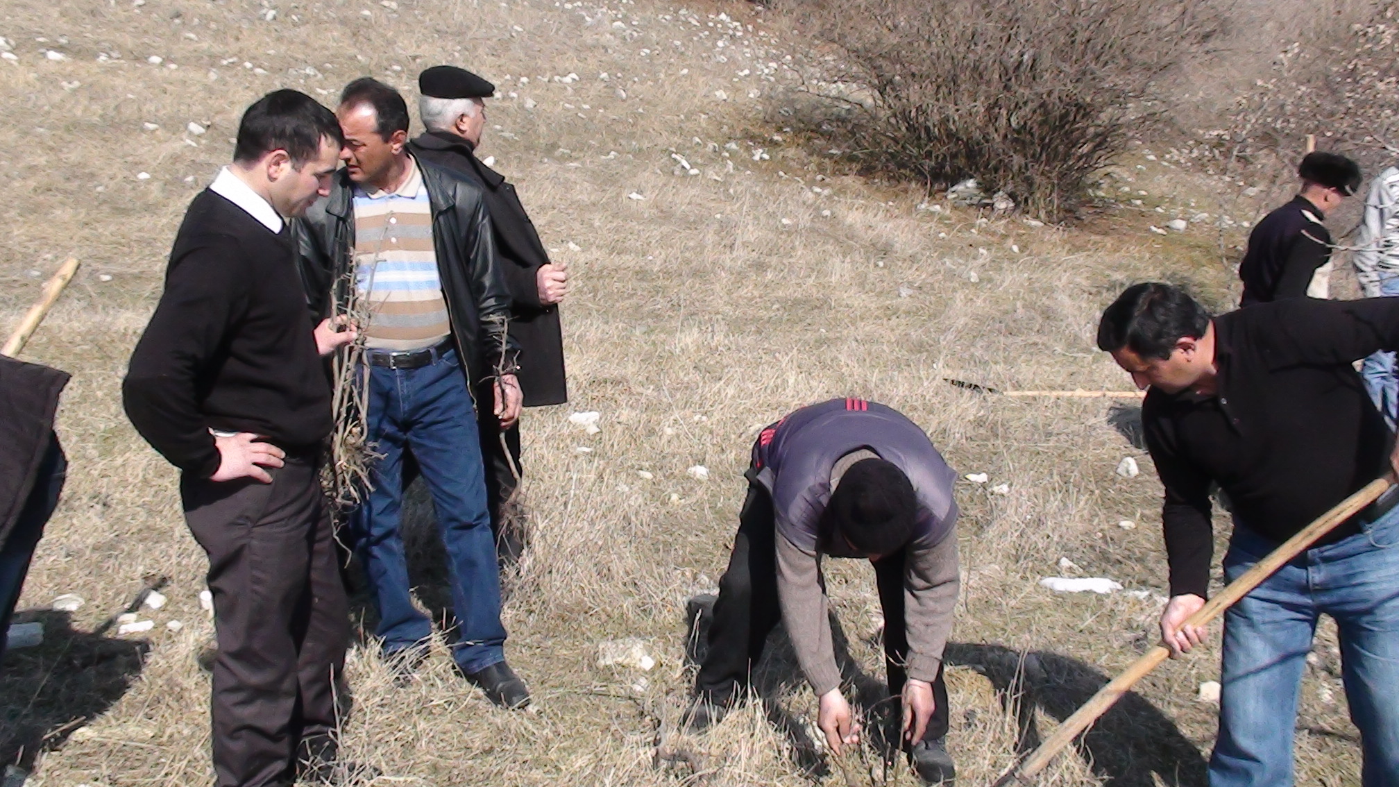 Ağacəkmə aksiyası