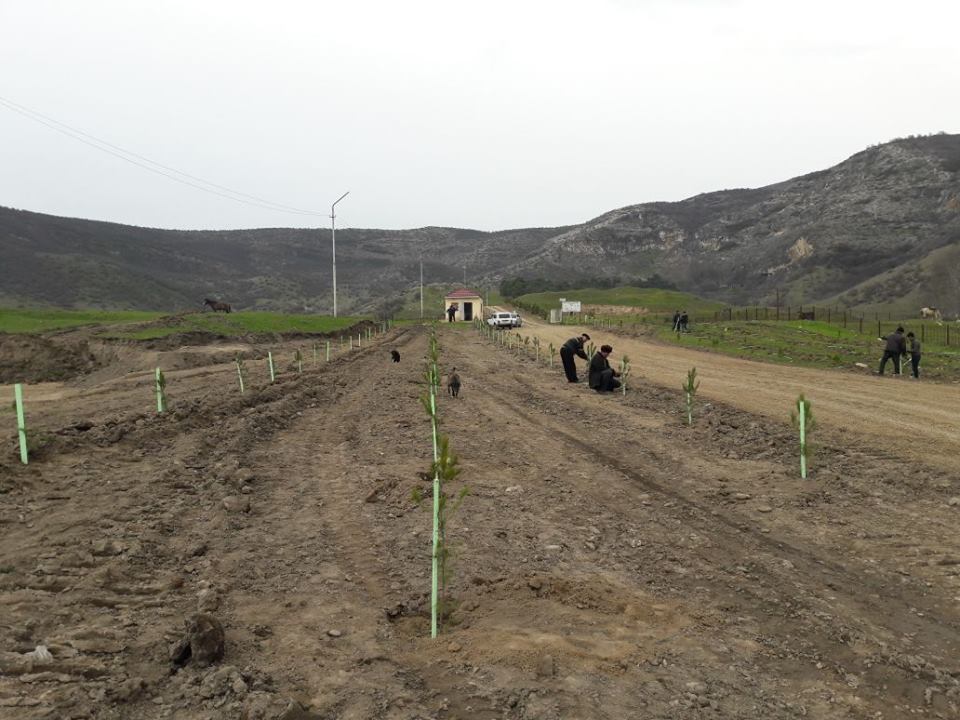 Abadlaşdırılan yolun ətrafına ağac əkilməsi