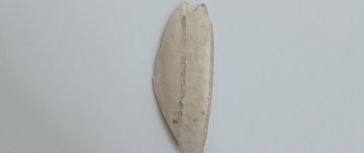 Mezolit – Mesolithic / Adı: Bəzək nümunəsi – Name: Ornament Sample Mezolit – Mesolithic / Adı: Bəzək nümunəsi – Name: Ornament Sample