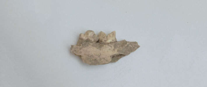Mezolit – Mesolithic / Adı: Bəbirin alt çənə sümüyü – Name: Leopard Mandible Bone Mezolit – Mesolithic / Adı: Bəbirin alt çənə sümüyü – Name: Leopard Mandible Bone